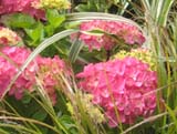 Hydrangea Rosita